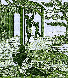 Tobacco leaves being sorted, dried and cured